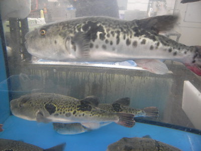 Fugu